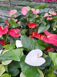 anthurium