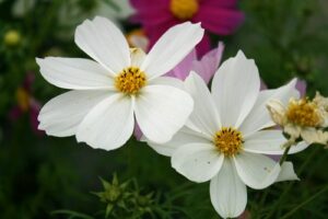 cosmos marty fleurs 82