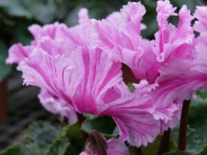 cyclamen rose