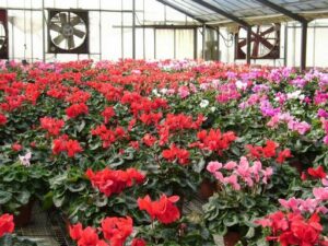 cyclamens serre marty fleurs 82