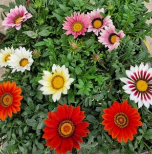 gazania marty fleurs 82