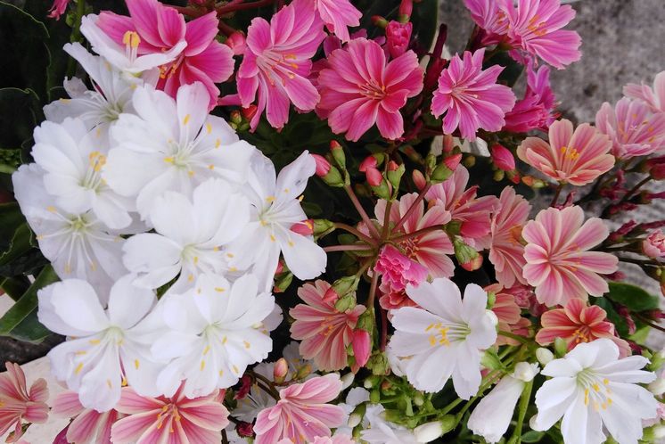 lewisia lot marty fleurs 82