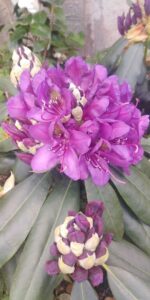 rhododendron mauve 