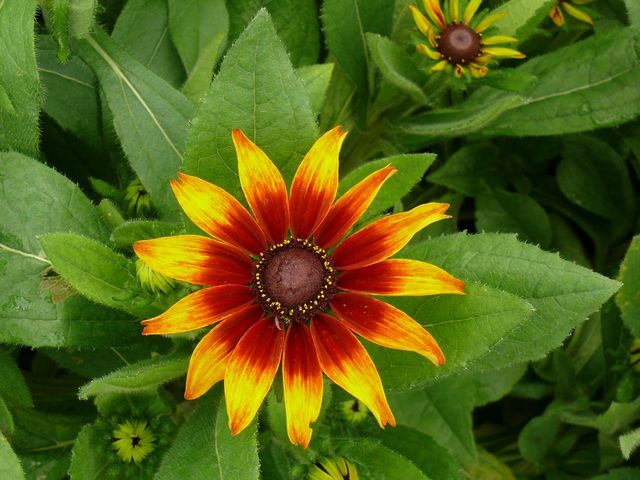 rudbekia marty fleurs 82